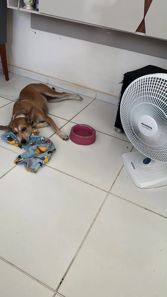 Foto: Reprodu&ccedil;&atilde;o / Pabhlo Not&iacute;cias