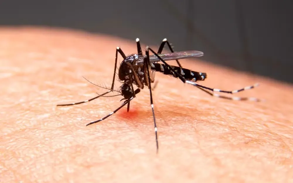Paraíba registra mais de 4,2 mil casos e 6 mortes por dengue no primeiro semestre de 2026 — Foto: g1