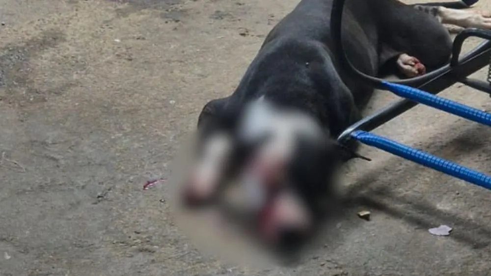 Homem é preso após agredir cachorro com porrete no bairro Monte Castelo, em Patos