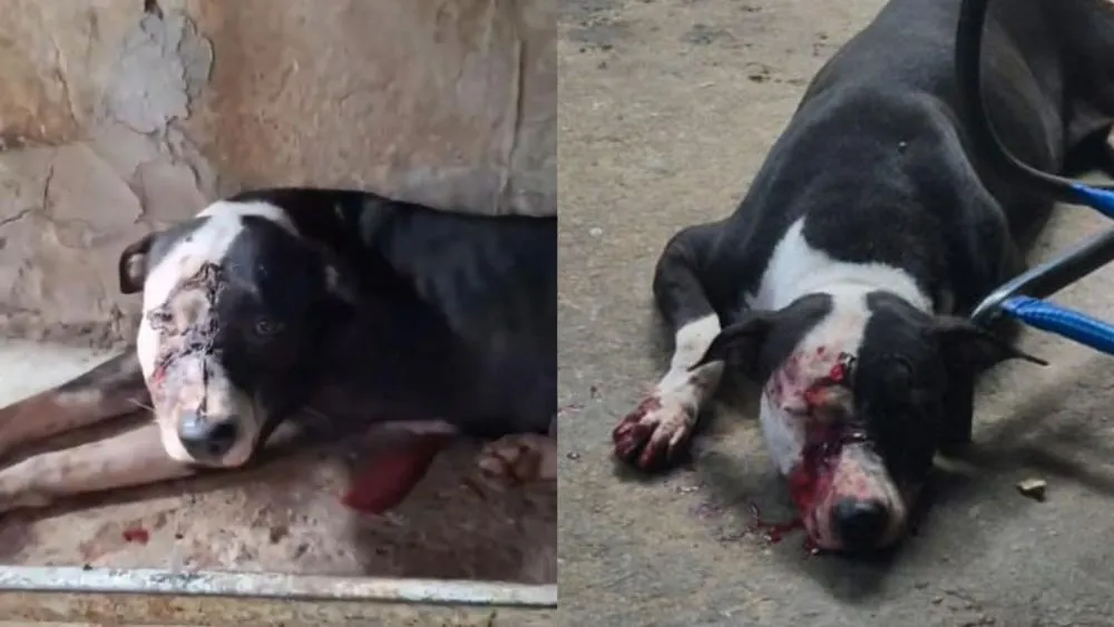 Homem é preso em Patos após agredir cachorra a golpes de enxada; suspeito alegou que cometeu o ato para 'amenizar o sofrimento' do animal, segundo a polícia