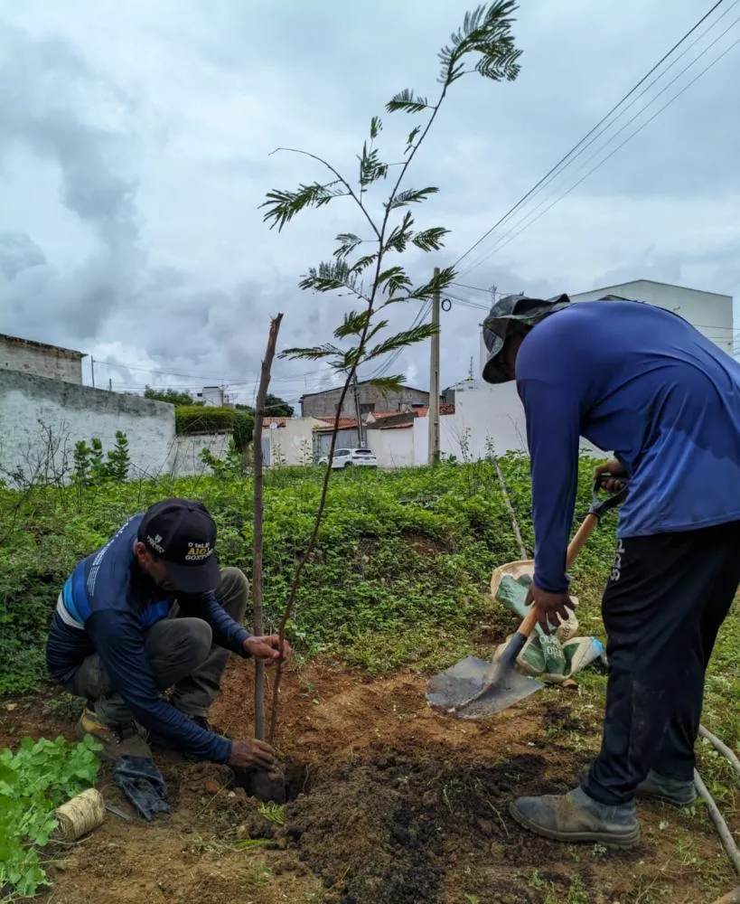 Prefeitura de Patos amplia arborização com plantio de árvores em diferentes pontos da cidade