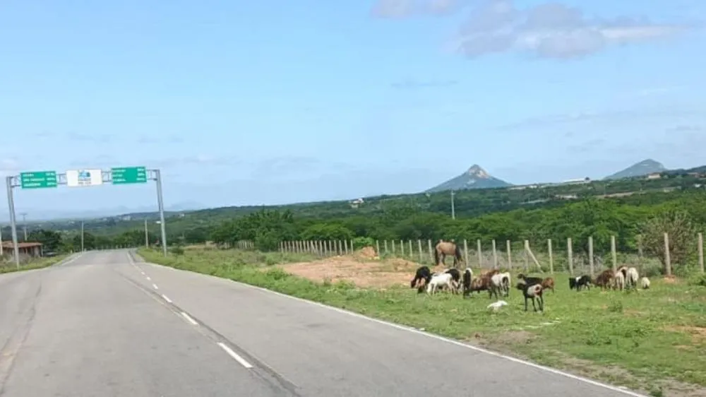 Animais soltos às margens da PB-228 preocupam motoristas entre Passagem e o distrito de Café do Vento