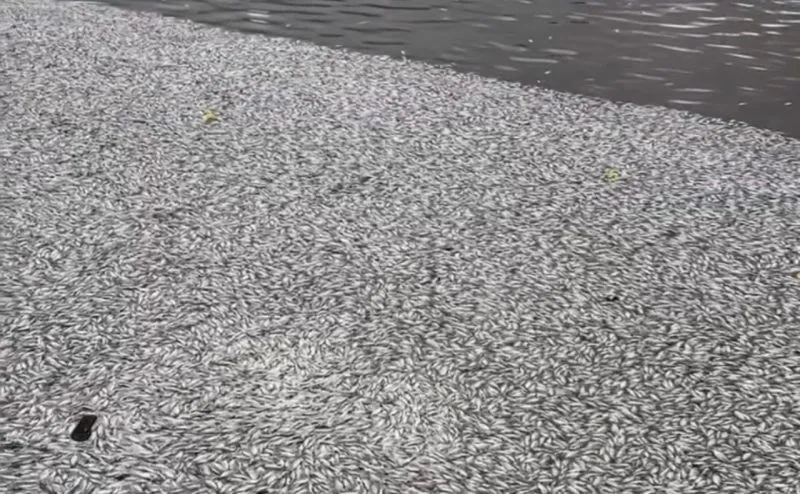 Milhares de peixes aparecem mortos no Açude Velho, em Campina Grande, e Prefeitura faz força-tarefa de limpeza