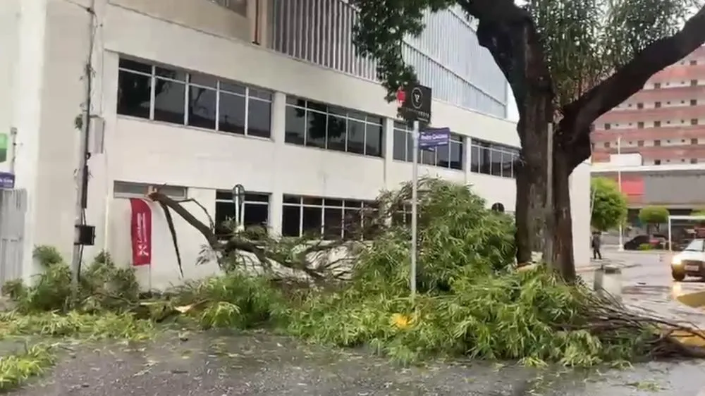 Após chuvas, galhos de Craibeira histórica caem e bloqueiam trânsito no Centro de Patos