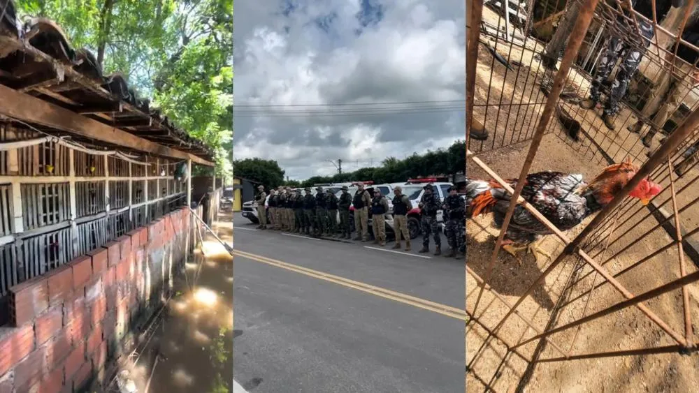 Polícia Militar desarticula rinha de galo e resgata 64 aves em situação de maus-tratos no Sertão da Paraíba