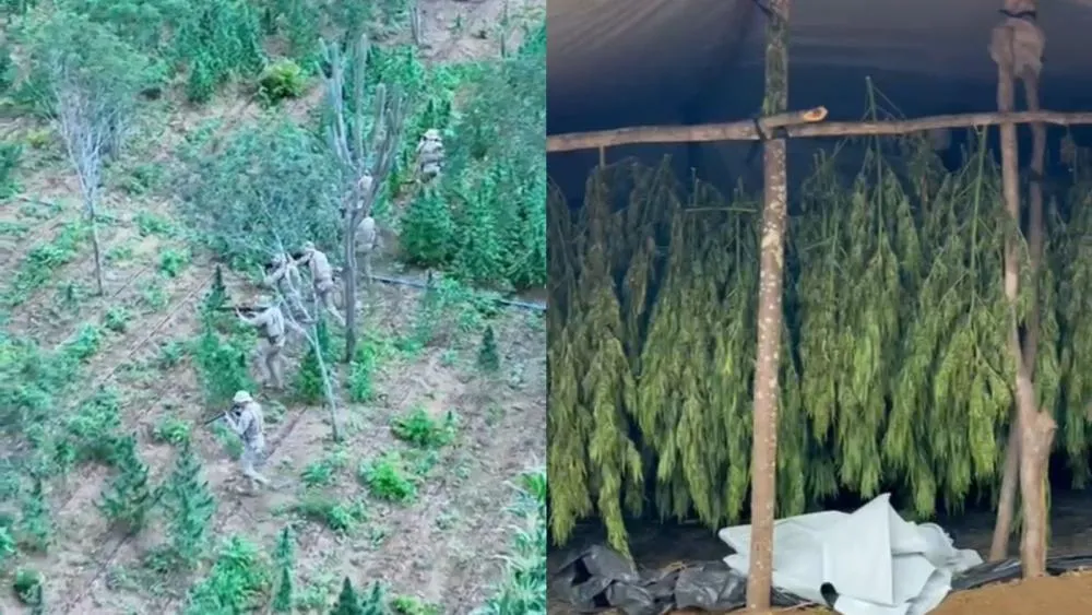 Operação Limiar: PF e BEPI desarticulam plantação com 18 mil pés de maconha em Monteiro