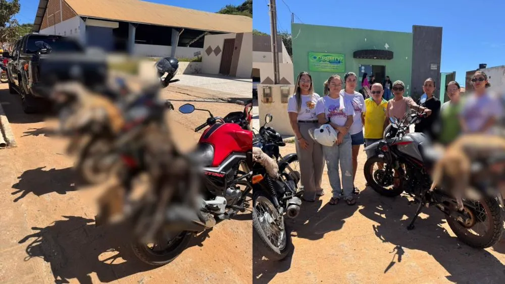 Mais de 58 animais são encontrados mortos por envenenamento em Teixeira; Polícia Civil instaura inquérito e busca imagens de câmeras