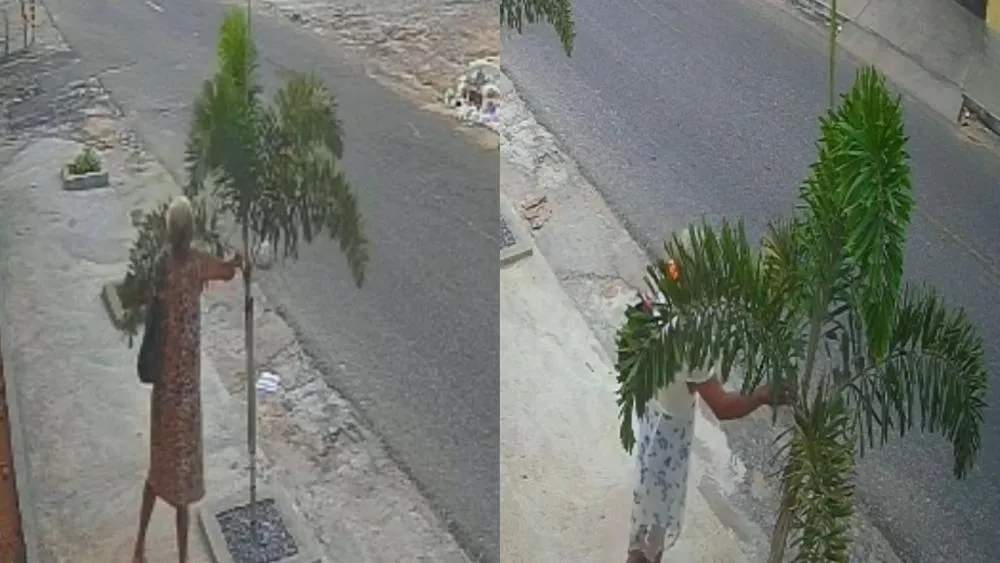Vandalismo sistemático: idosa é flagrada destruindo plantas em calçada de Patos