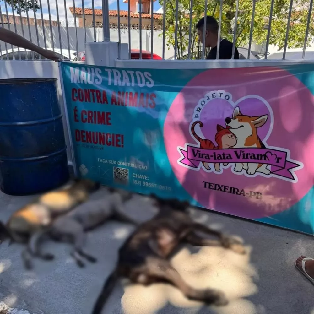 MPPB instaura procedimento para acompanhar situação de animais abandonados em Teixeira