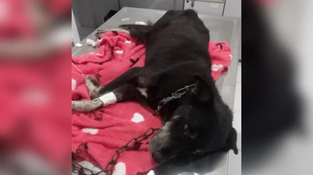 “Não quero que ele morra”: Moradora pede ajuda urgente para tratar o cãozinho Pelé