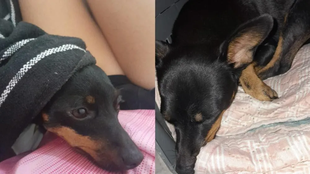 Cadela da raça Pinscher desaparece na região do Mercado Público, em Patos, e família oferece recompensa para quem localizar